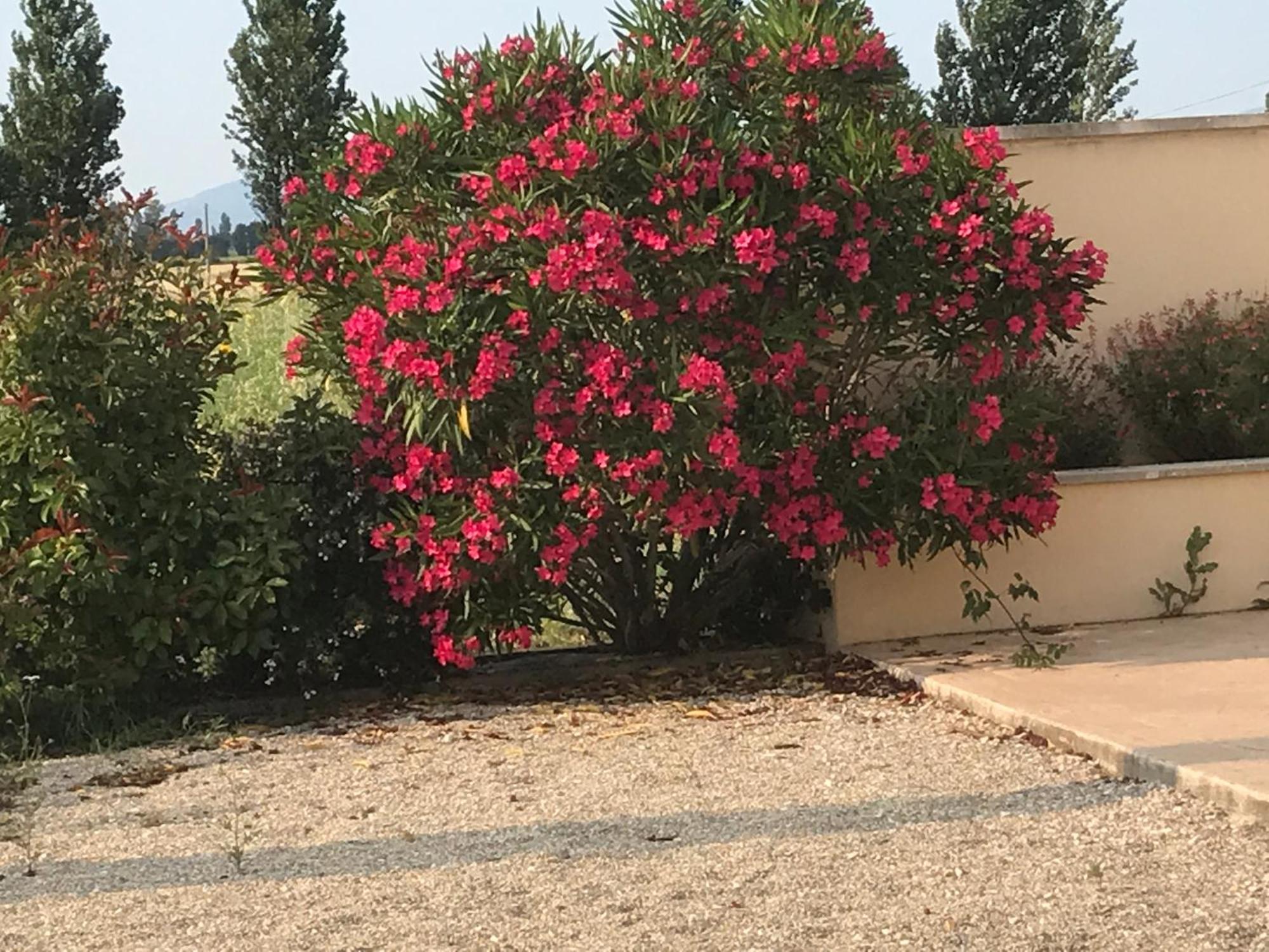 Le Figuier Apartamento Tulette Exterior foto